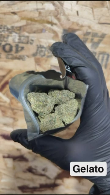Gelato XBandica Cut